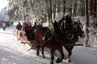 Horse drawn sleigh ride